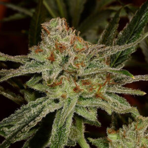 Buy Lemon Skunk Weed online