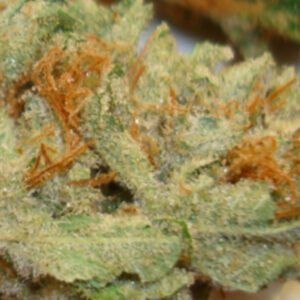 Buy Mickey Kush Marijuana Strain Online