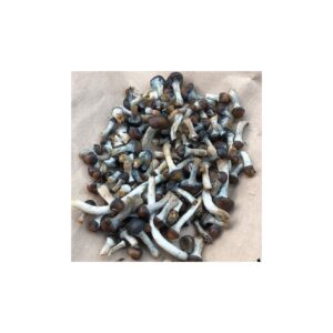 Psilocybe Baeocystis For Sale