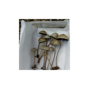 Psilocybe Mexicana